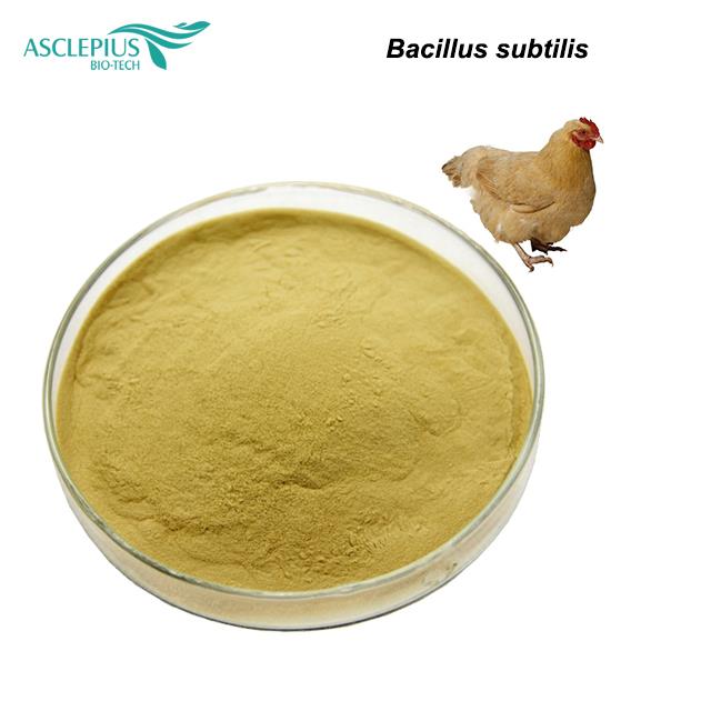 Bacillus subtilis powder-主图2.jpg Bacillus subtilis powder-主图2.jpg