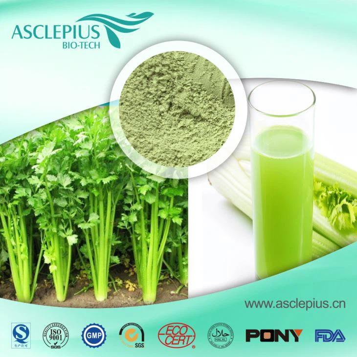 Celery Extract Powder,celery Juice Powder Supplier Wholesale