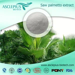 Saw Palmetto Extract Por Zsírsav 25% Szállító Nagyker