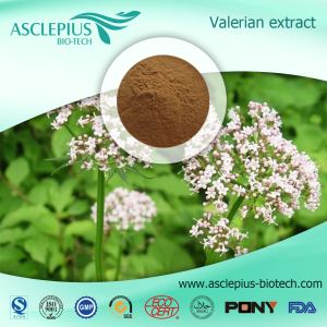 Valerian gyökérkivonat por beszállító nagykereskedés / valeriánsav